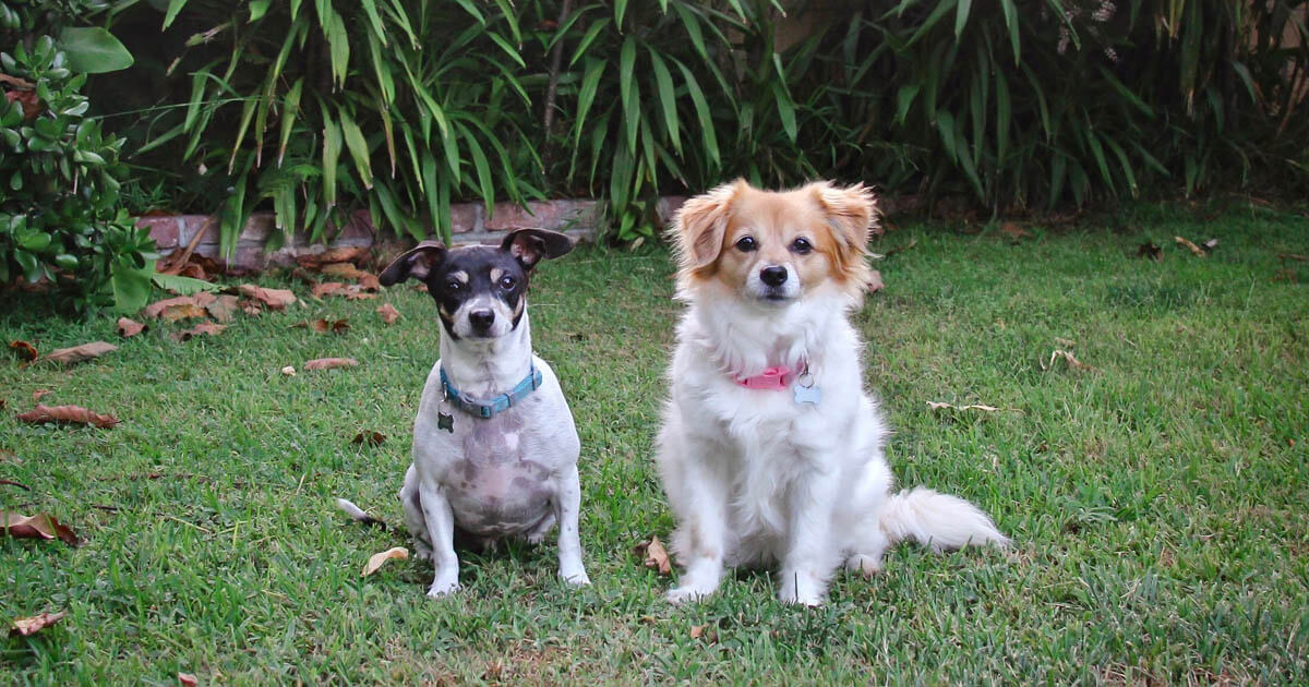 Getting a Second Dog Everything You Should Know Zoetis Petcare