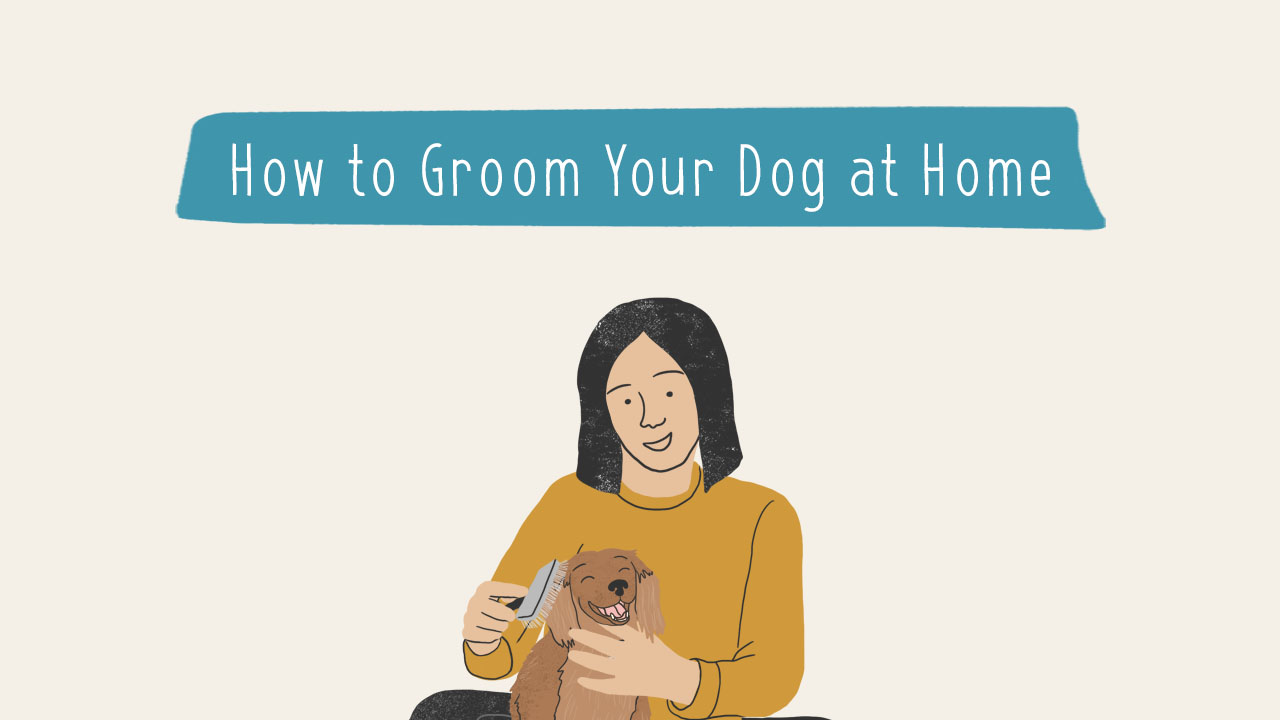 How Can I Groom My Dog At Home