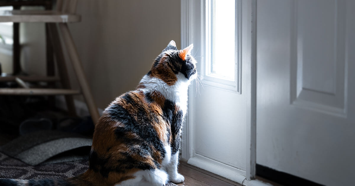 How to Safely Leave Your Cat Alone Zoetis Petcare