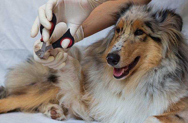 How to Trim Your Dog’s Nails | Zoetis Petcare