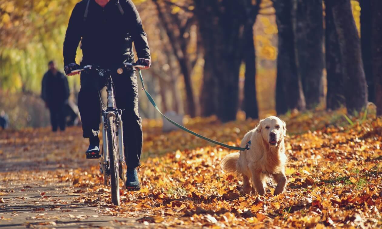 Biking with Your Dog Zoetis Petcare