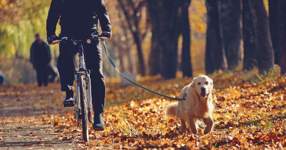Biking with Your Dog Zoetis Petcare