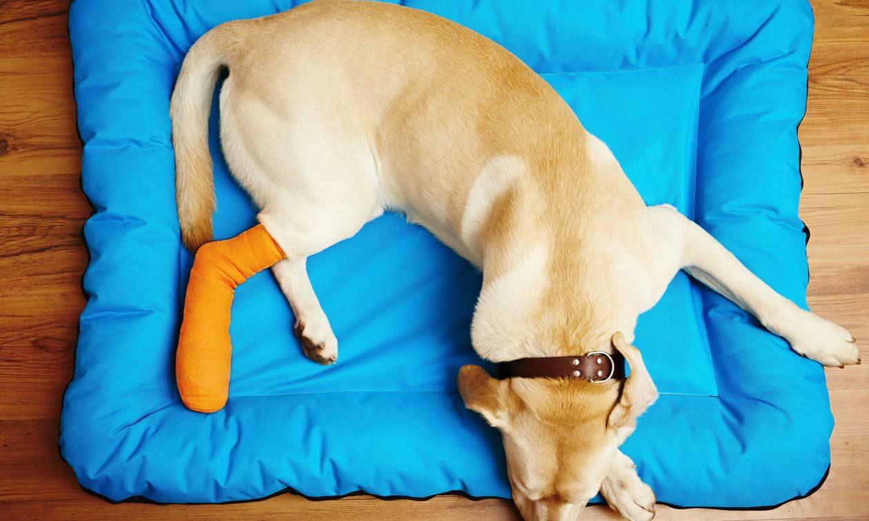 Broken Bones in Dogs Zoetis Petcare
