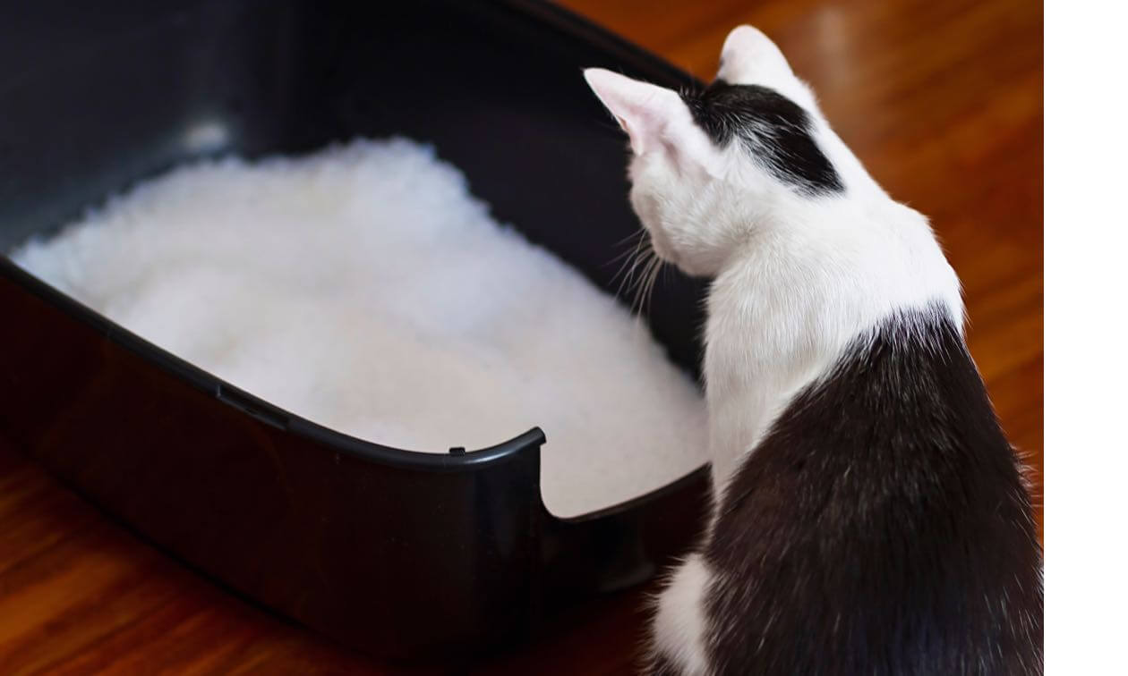 Cat Litter Types Which is Right for Your Cat (and You) Zoetis Petcare