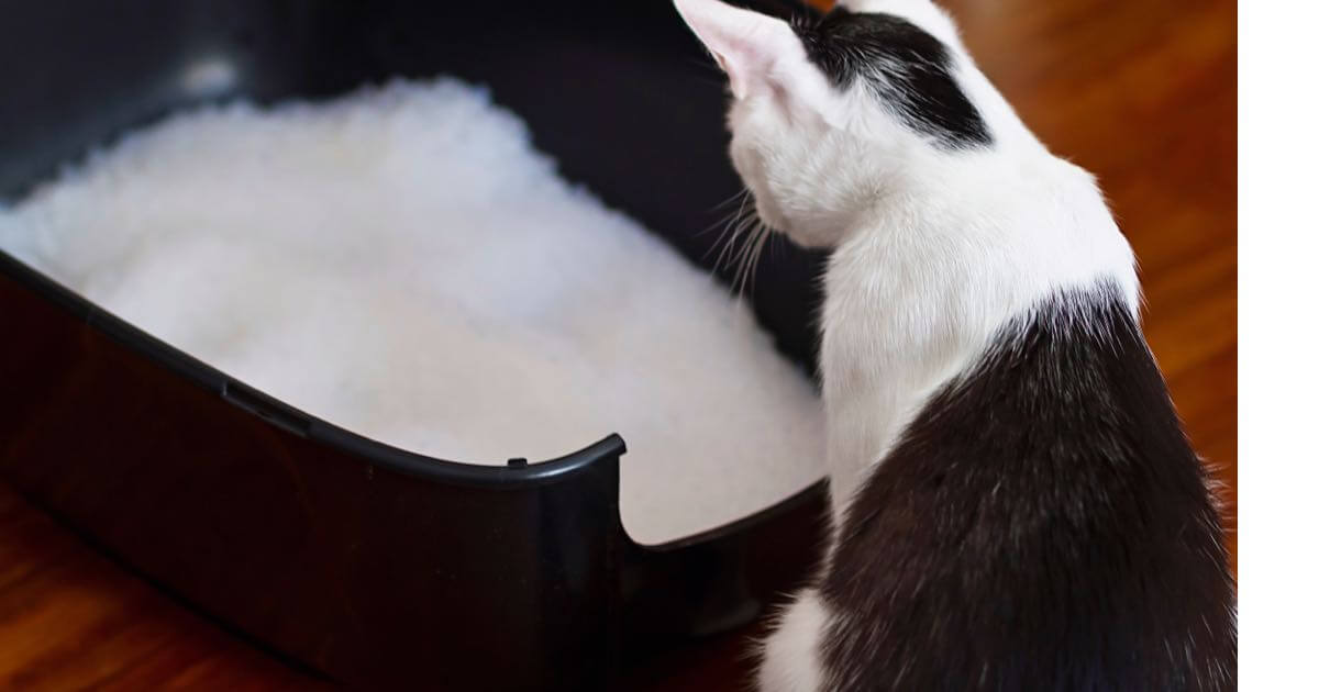 Cat Litter Types Which is Right for Your Cat (and You) Zoetis Petcare