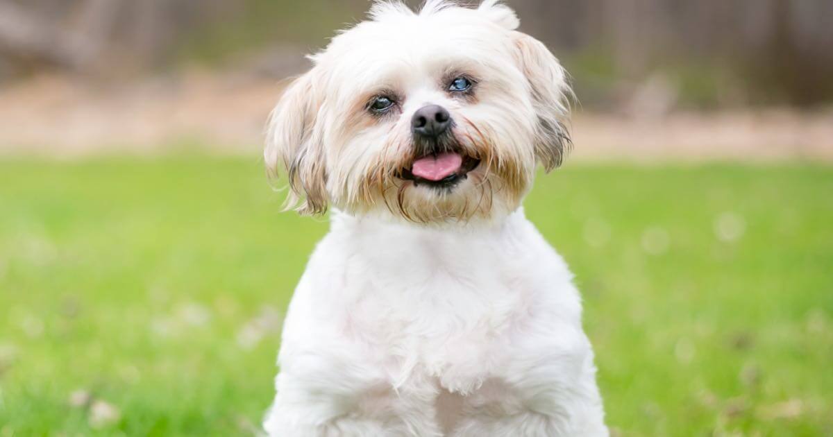 What to Know About Cataracts in Dogs Zoetis Petcare