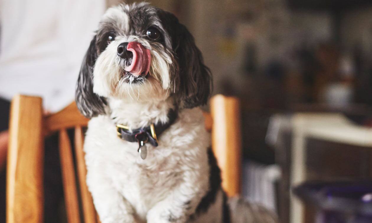 Can You Feed Dogs Chocolate? Zoetis Petcare