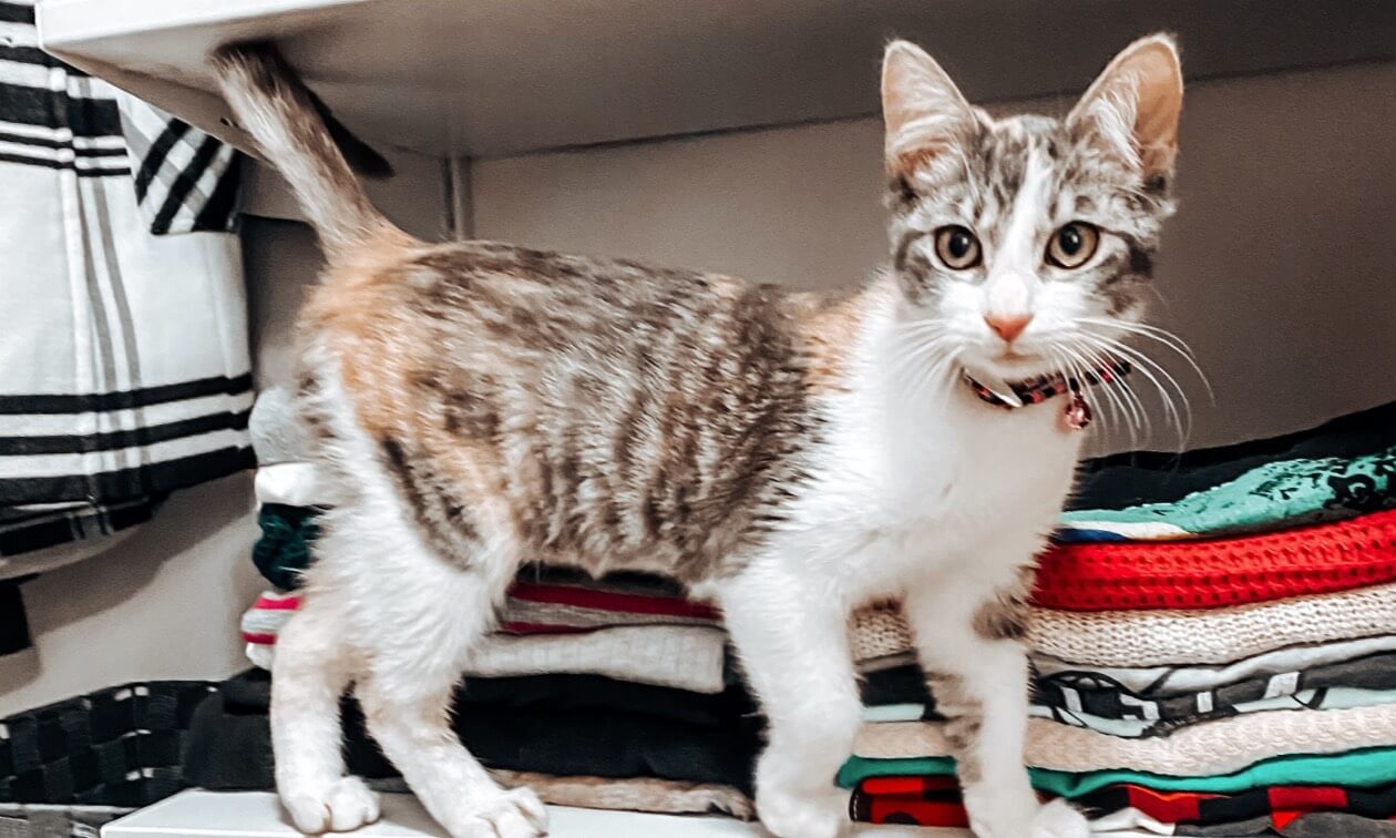 First Time Cat Owner Questions, Answered Zoetis Petcare