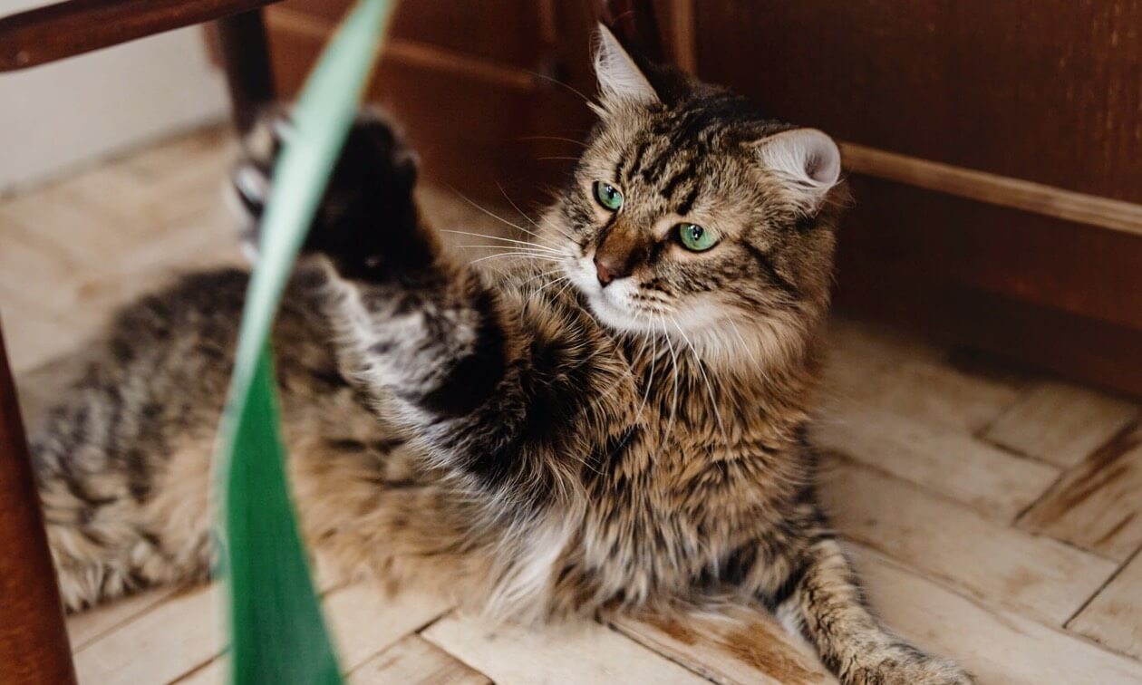 Keeping Your Senior Cat Active Zoetis Petcare