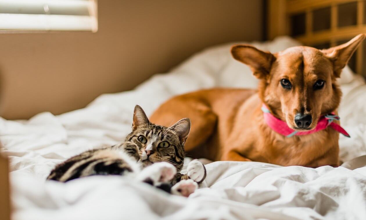 What Keeps Mosquitoes Off Dogs