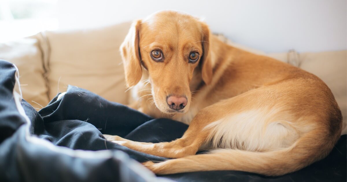 Recognizing the Signs of Hip Dysplasia in Dogs Zoetis Petcare