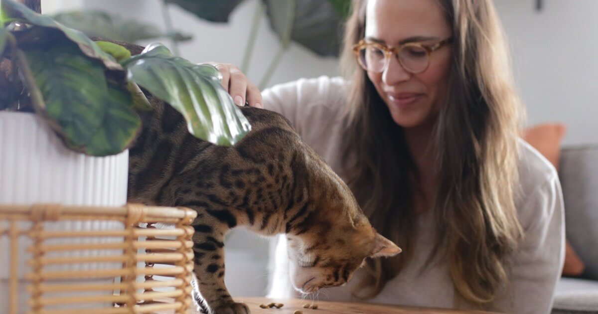 Why Is My Cat Losing Weight? Zoetis Petcare