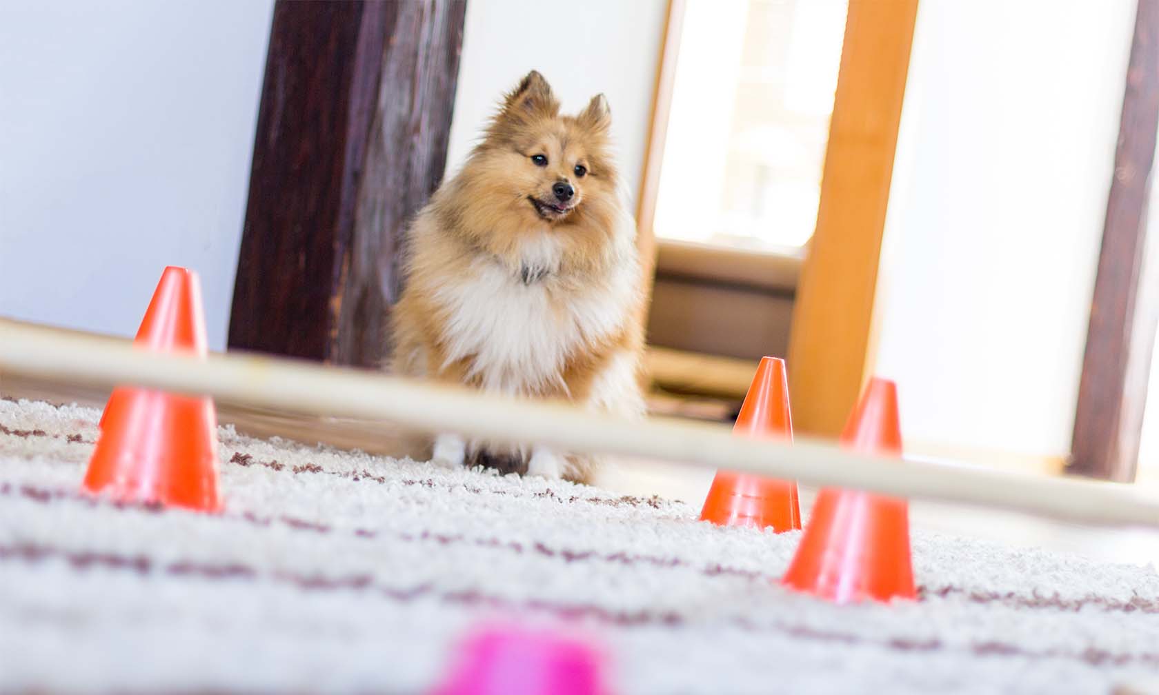 6 Indoor Activities for Dogs to Keep Them Fit in Winter Zoetis Petcare