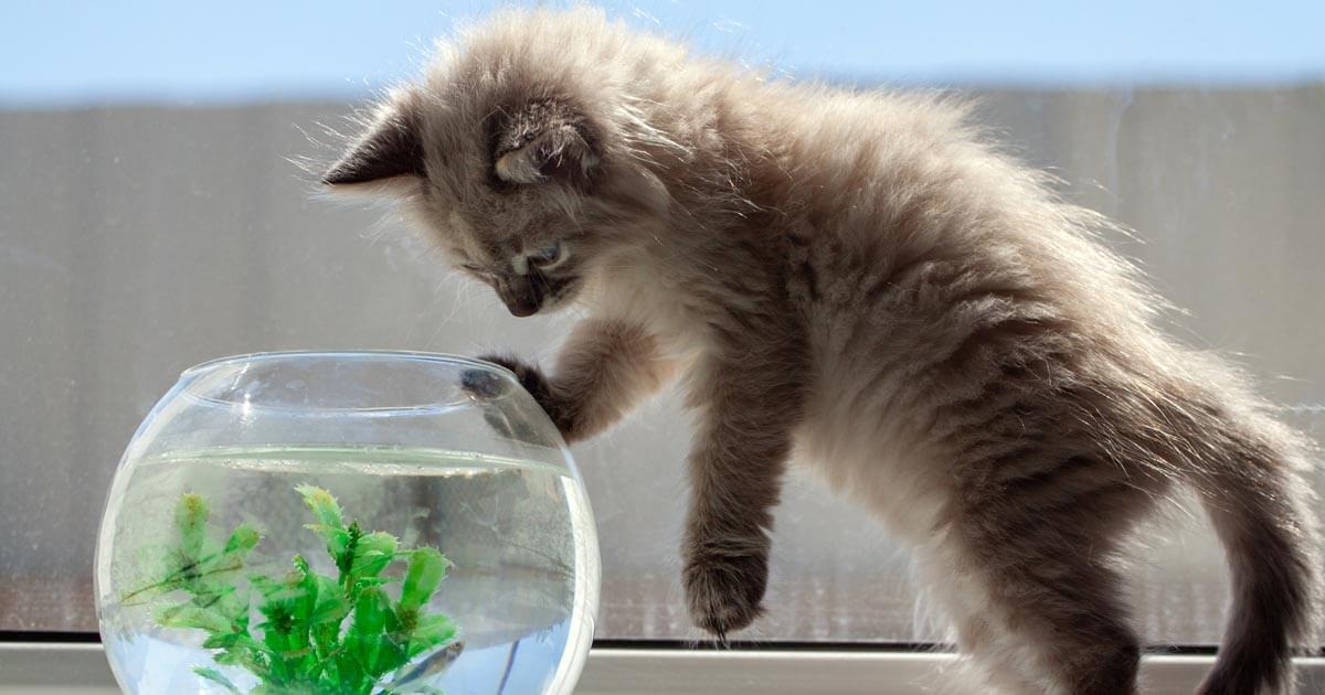 Why Do Cats Knock Things Over? Zoetis Petcare