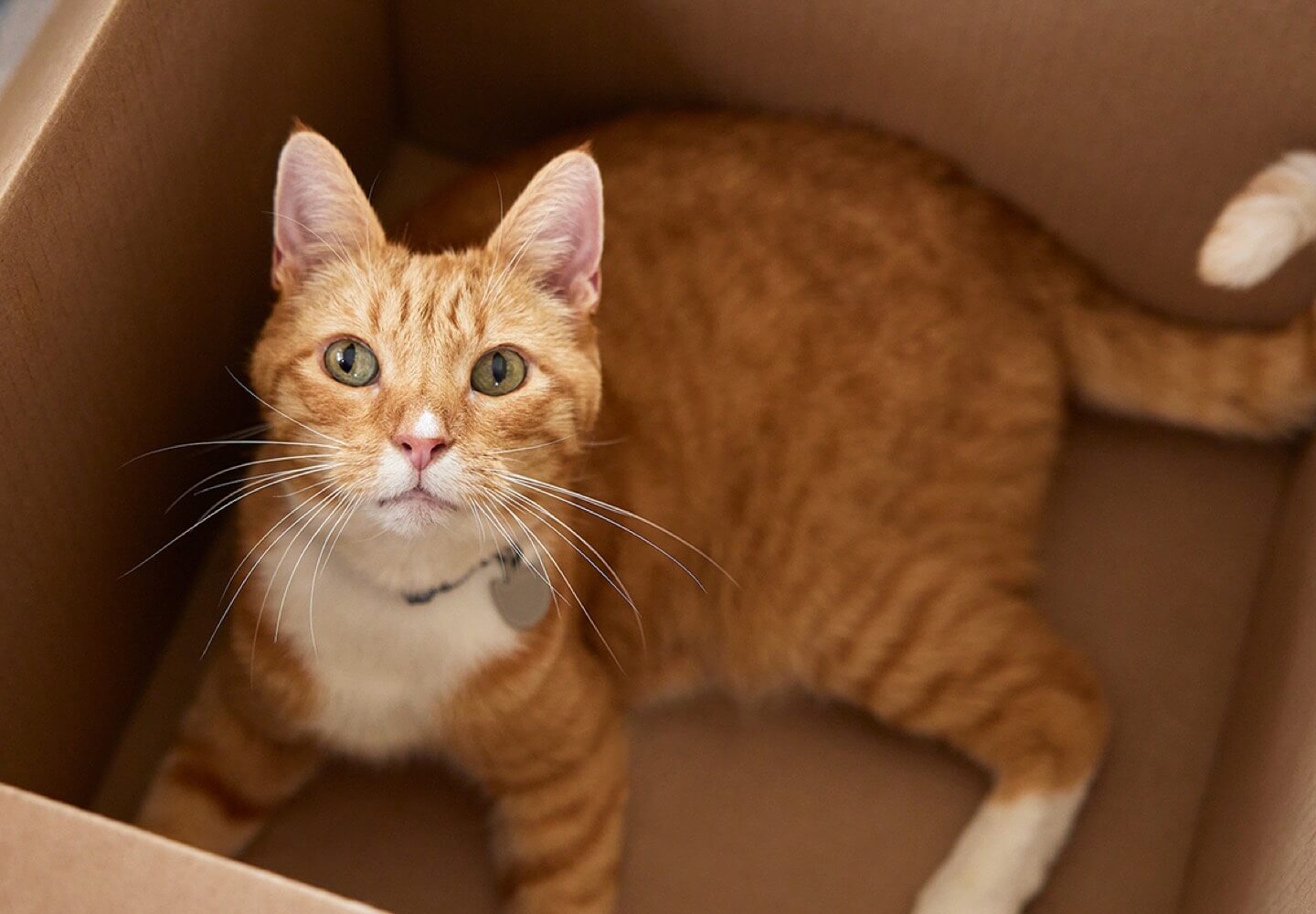 Cat in cardboard box