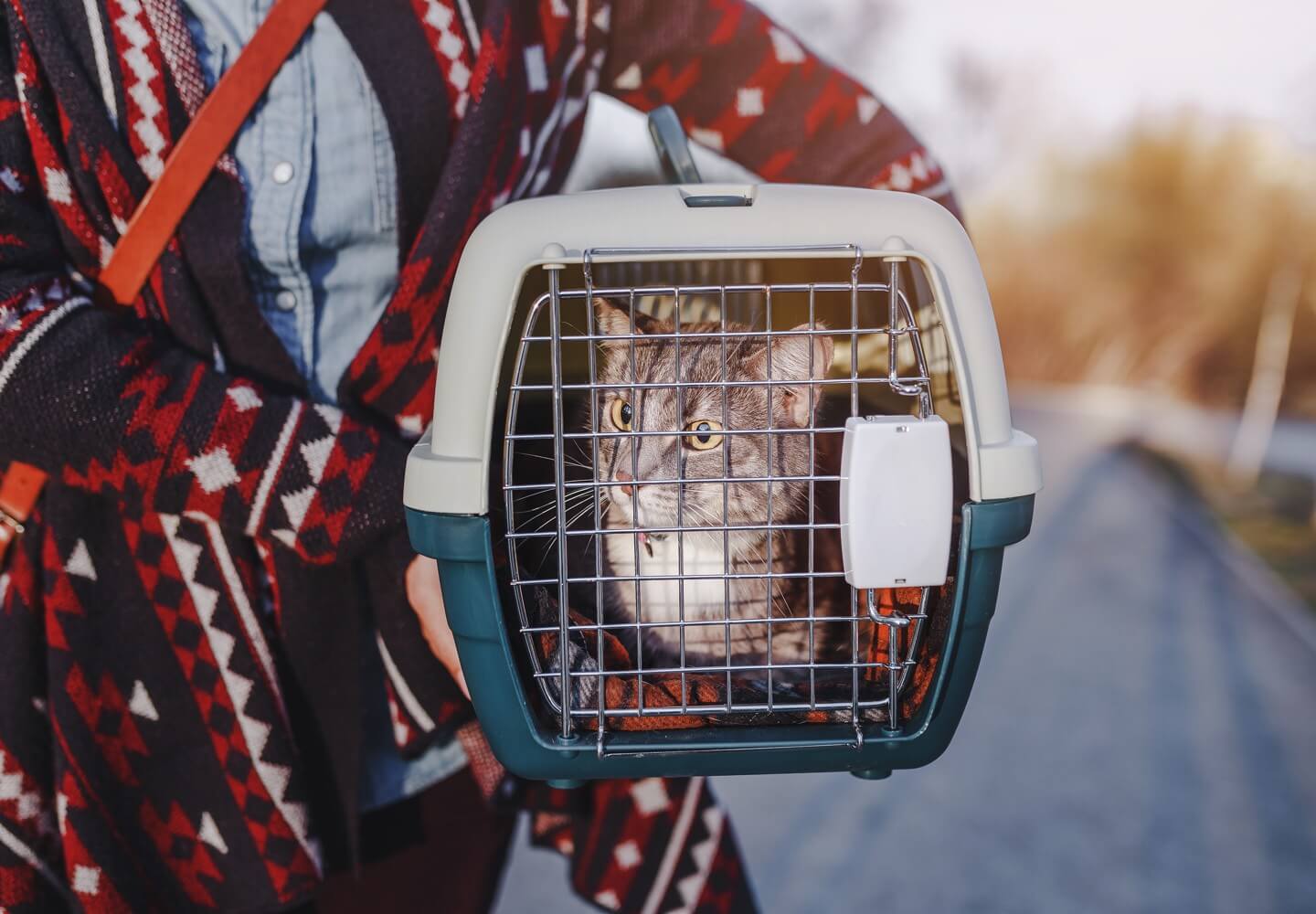 Person carrying cat in carrier