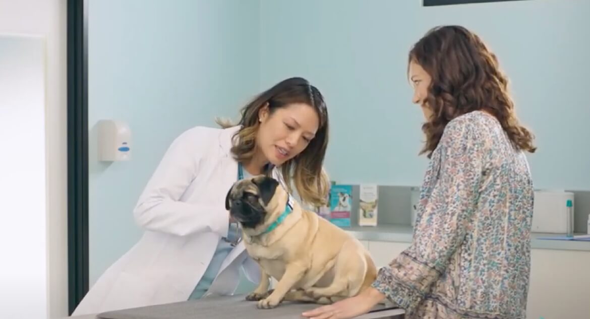 apoquel over the counter