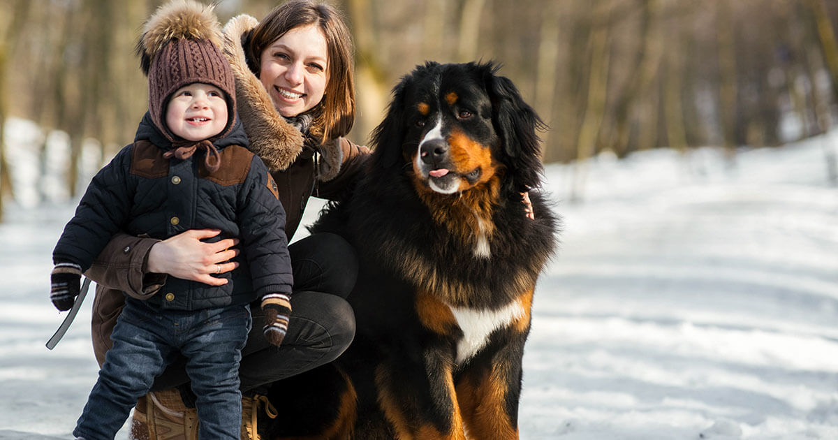 The Best Dogs for Cold Weather Climates Zoetis Petcare