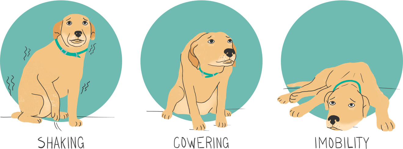 managing-your-dog-s-thunder-anxiety-zoetis-petcare