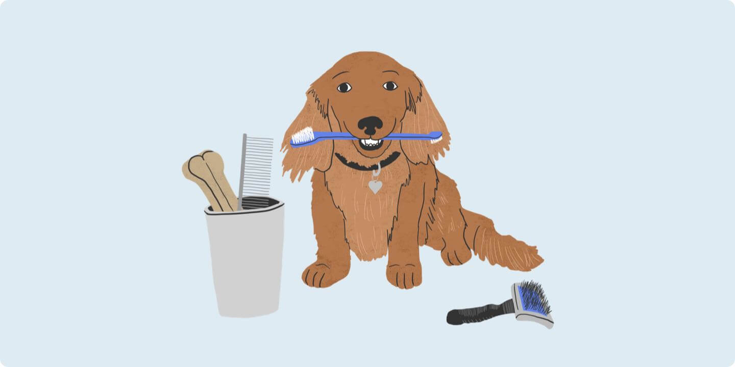 Grooming Your Dog at Home Zoetis Petcare