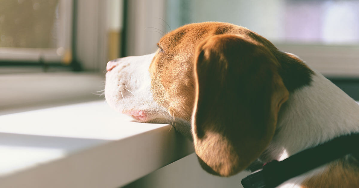 How to Help a Grieving Dog or Cat Zoetis Petcare