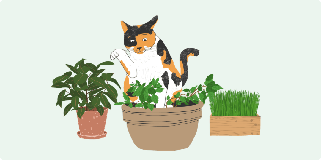Cat Friendly Plants (and Which Ones to Avoid) Zoetis Petcare