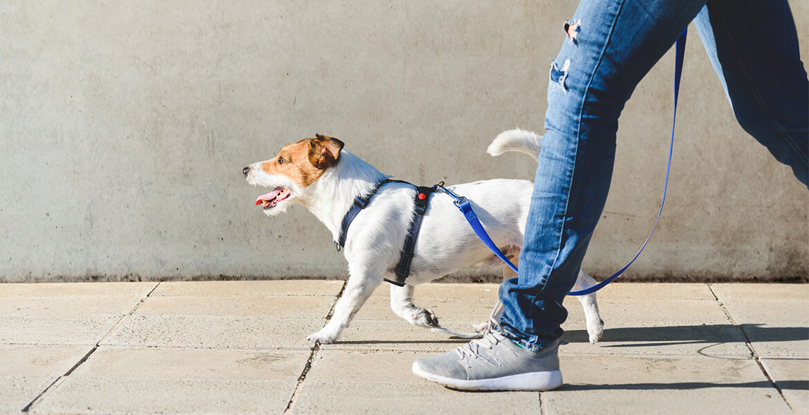 walking dog