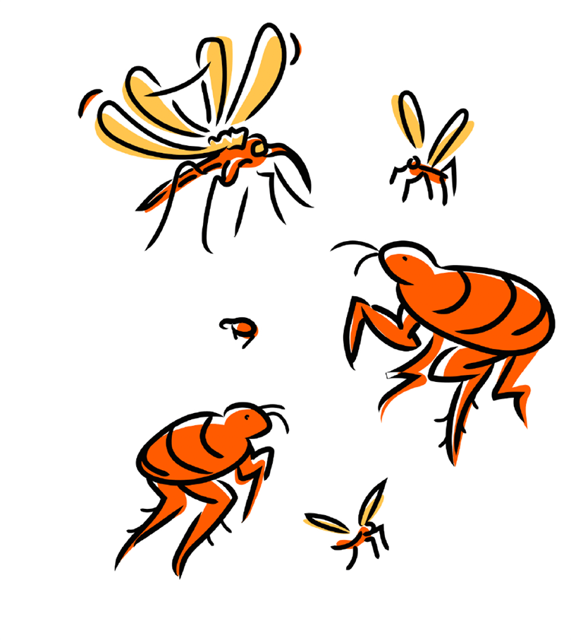 Lifeline Zoetis Petcare