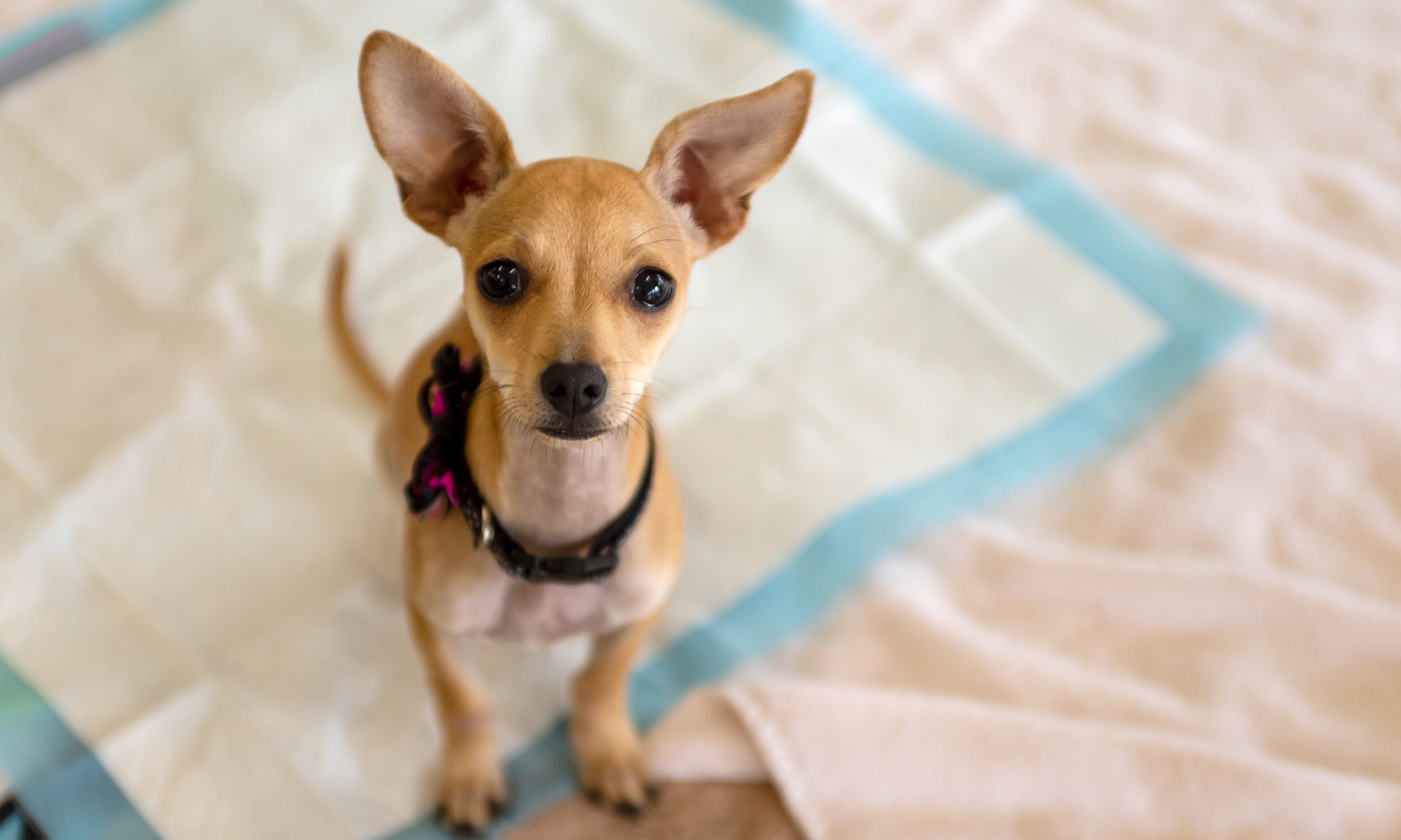 How to Potty Train Your Puppy Zoetis Petcare