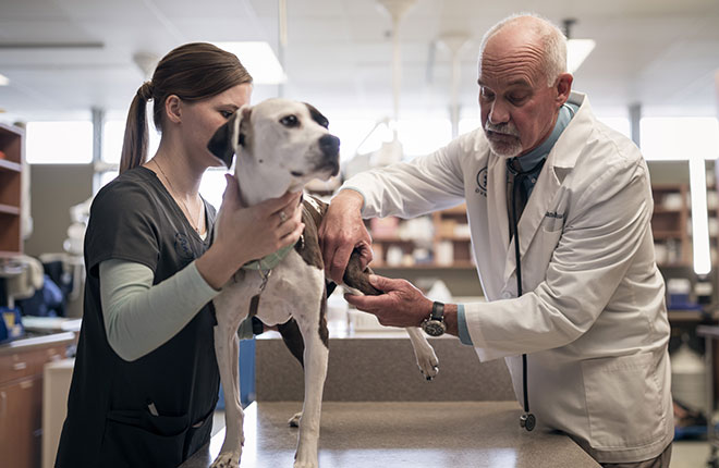 what can i give my dog for arthritis