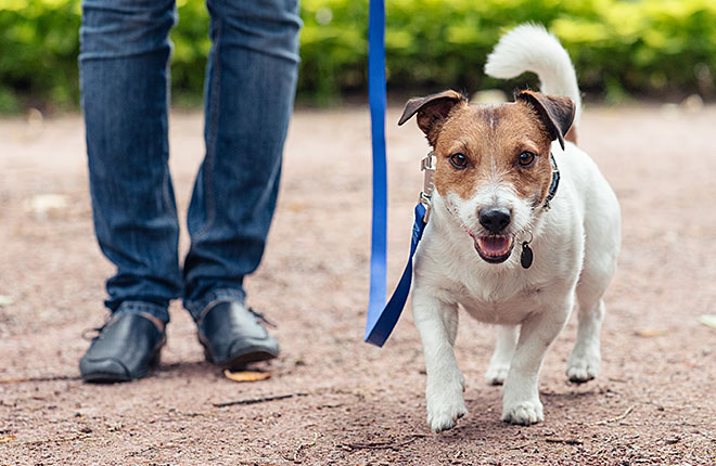 find dog sitters near me