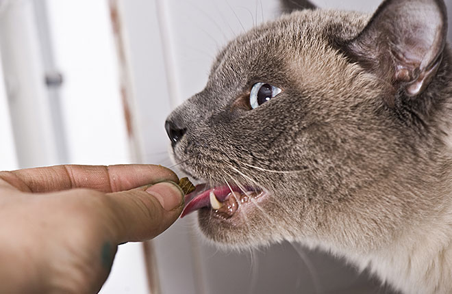 How to Get Your Dog or Cat to Take Pills | Zoetis Petcare