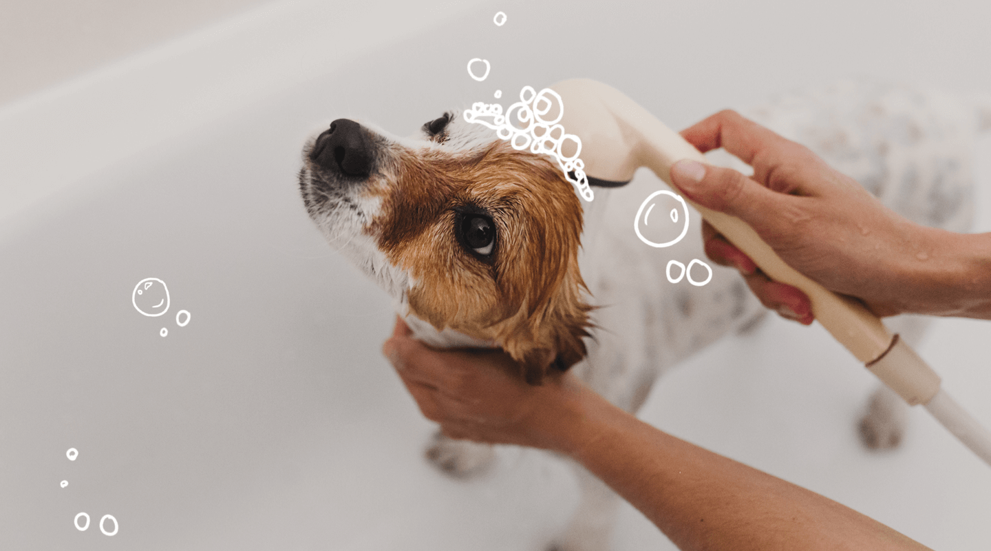 Grooming Your Dog at Home Zoetis Petcare