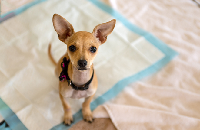 how to potty train puppies