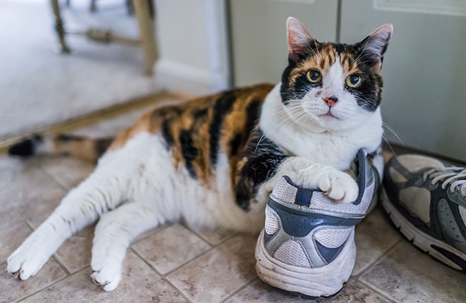 revolution on pregnant cats