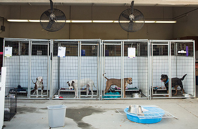 canine boarding