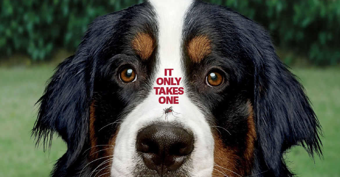 Dog with mosquito on nose; It only takes one