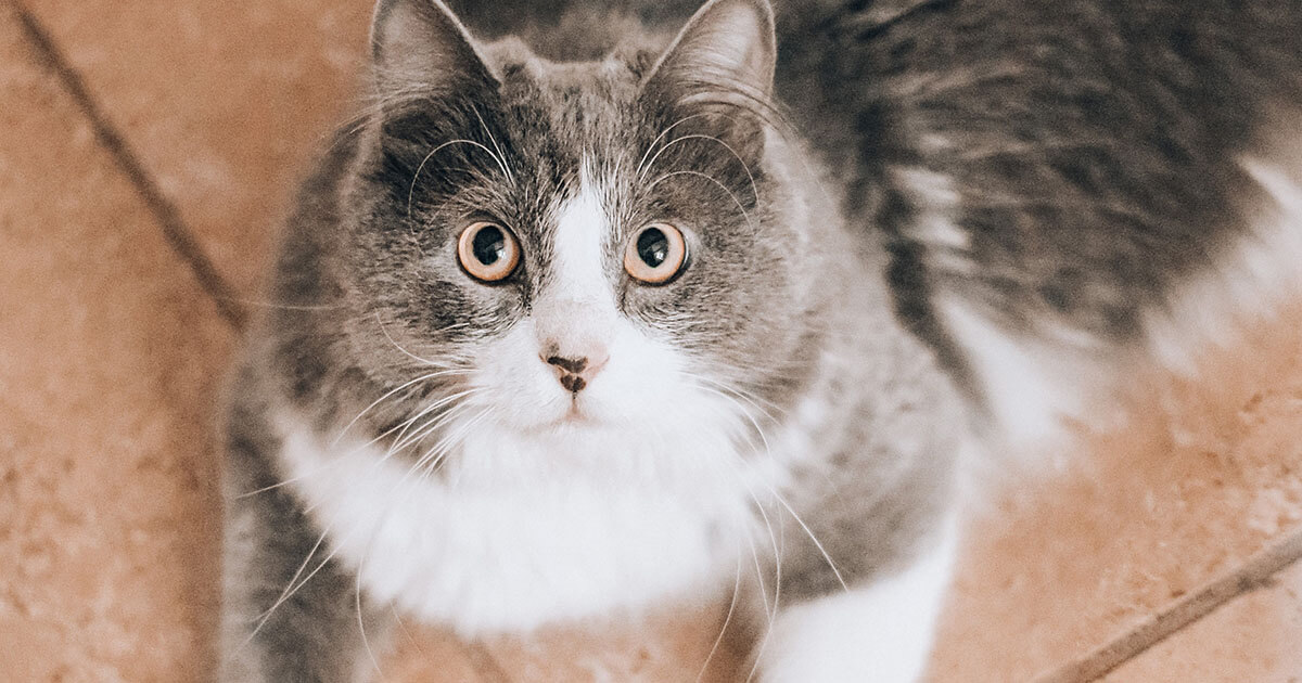 Keeping Your Cat Safe from Tapeworms Zoetis Petcare