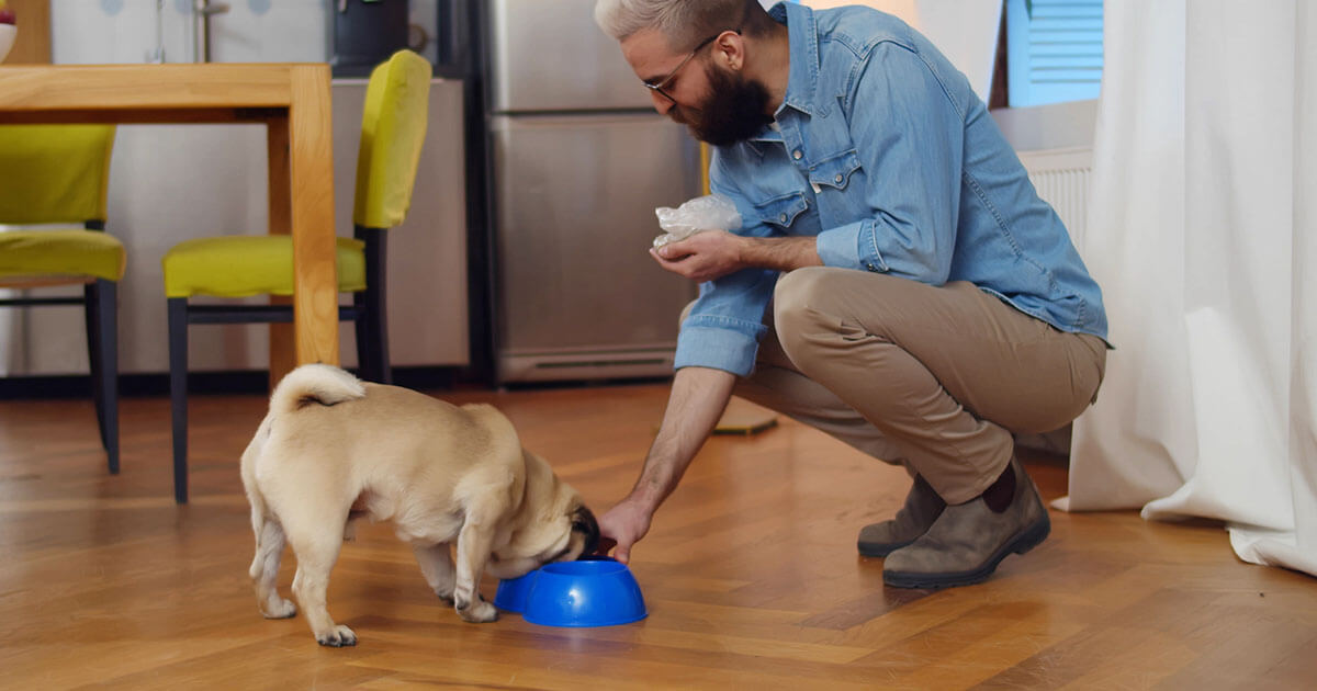 What Happens When You Overfeed A Dog