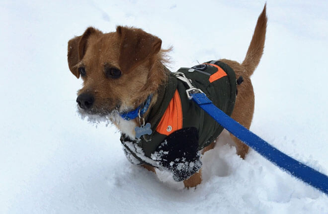 Winter Pet Safety Tips Zoetis Petcare