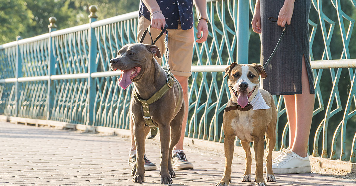 Dog Socialization 101 Zoetis Petcare